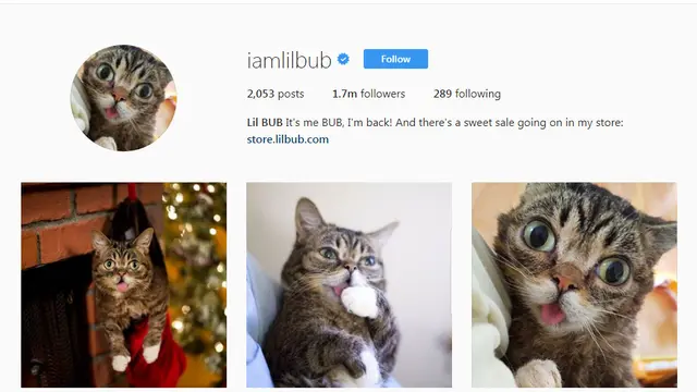Akun Instagram Lil Bub