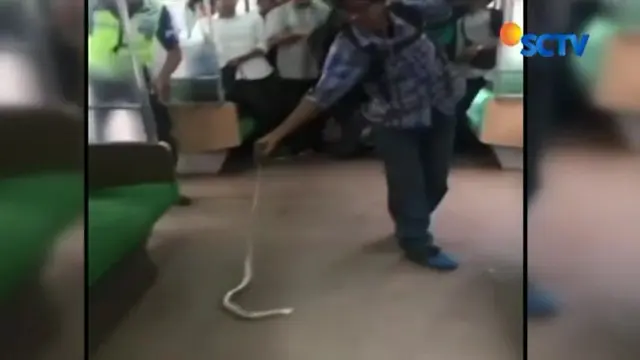 Seekor ular muncul di rak bagasi KRL jurusan Bogor - Angke pada saat berhenti di Stasiun Manggarai, Selasa (21/11) malam.