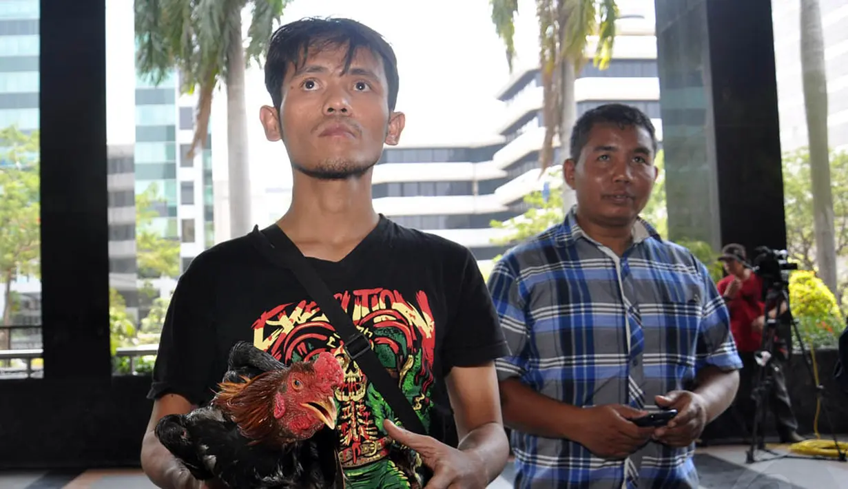 Ayam jantan hitam itu diberikan sebagai simbol agar KPK berani mengusut tuntas kasus-kasus suap migas tersebut, Jakarta, (23/9/14). (Liputan6.com/Miftahul Hayat)