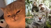 6 Pose Selfie Kucing Ini Bikin Gemes, Ekspresinya Lucu (sumber: Instagram/wkwkland_real/yoremahm)