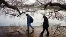 Wisatawan berjalan di sekitar Tidal Basin untuk menikmati bunga sakura yang mulai mekar di Washington DC, Selasa (22/3). (Jim Watson/AFP)