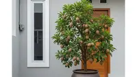 7 Pohon Buah Mini untuk Depan Rumah Minimalis Type 45, Bikin Suasana Makin Asri dan Produktif