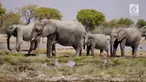Presiden Donald Trump mencabut larangan impor gajah yang sebelumnya dibuat Presiden Obama.