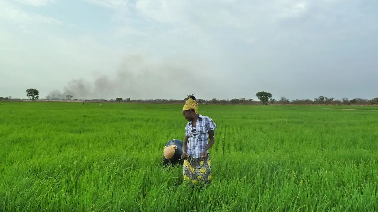 Sawah di Afrika