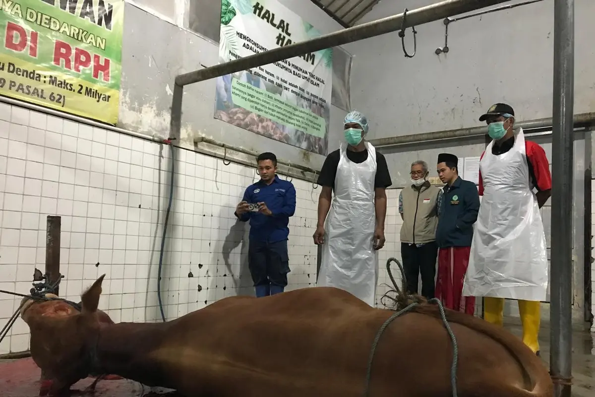 Ratusan juru sembelih halal disiapkan untuk sembelih hewan kurna di Banyuwangi (Istimewa)