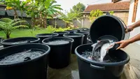 6 Tips Budidaya Patin Modal Kecil Pakai Ember, Hasil Tetap Menguntungkan