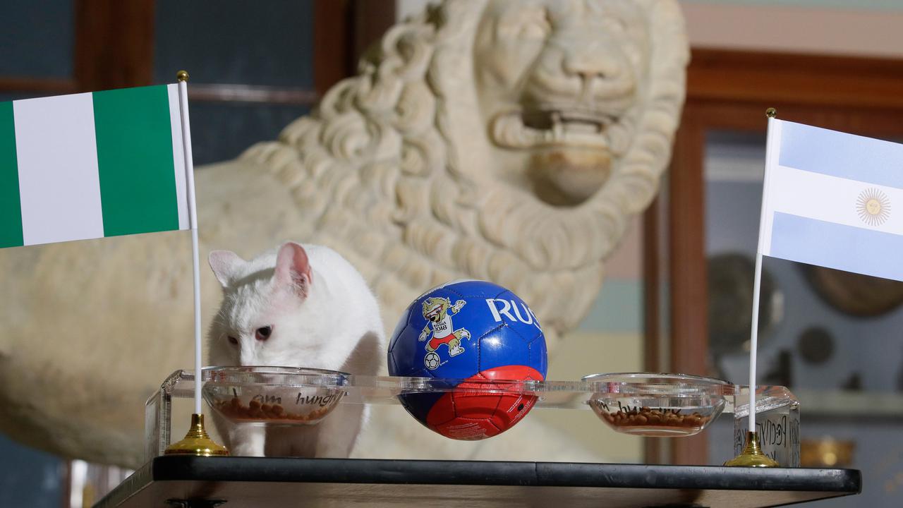 Achilles, Kucing Peramal Prediksi Laga Nigeria vs Argentina