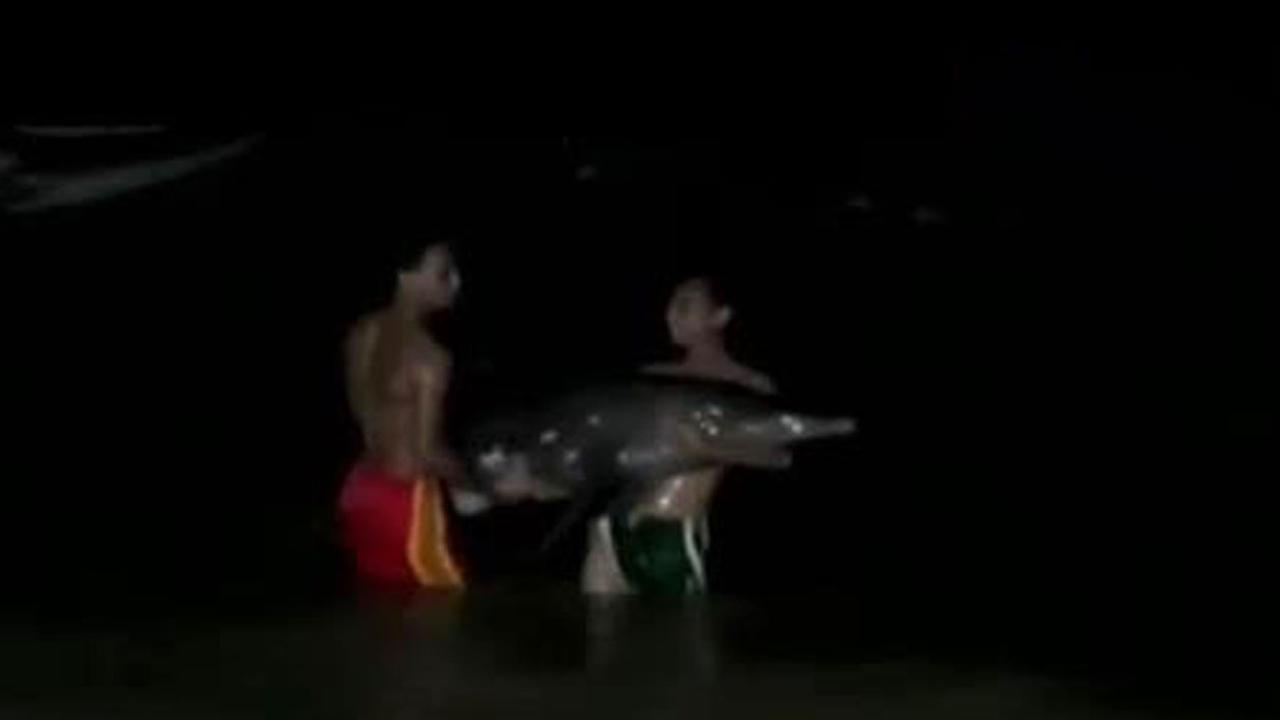 Jakarta Digenangi Banjir hingga Lumba-lumba Terjerat Nelayan