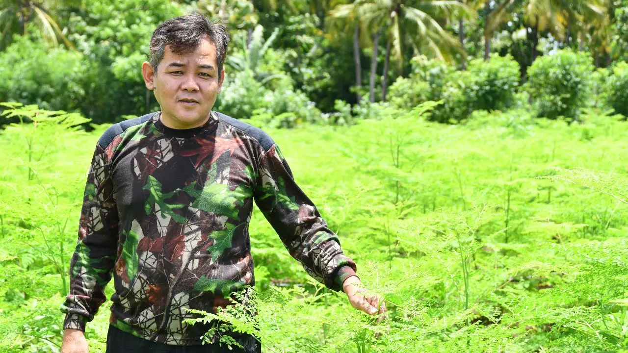 Daun Kelor Kian Melejit, Tembus Pasar Eropa hingga Raih Omset Rp4 M per Tahun