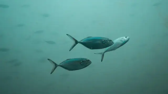 Pria Hdup di Dalam Laut