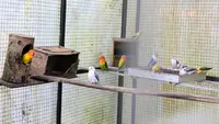 Hobi Pelihara Burung Bisa Berdampak Serius, Waspadai Penyakit Paru-Paru Ini