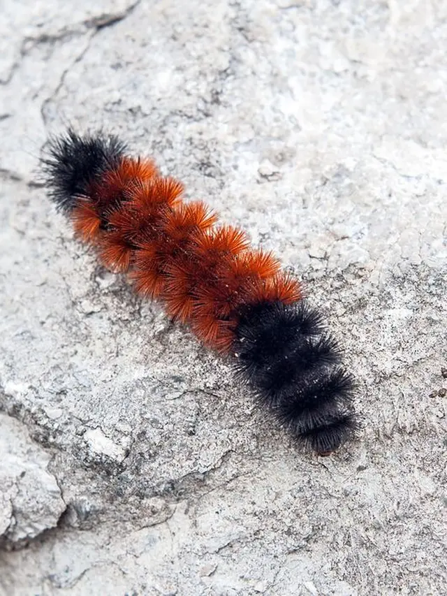 Rahasia di Balik Tubuh Ulat Bulu - Regional Liputan6.com