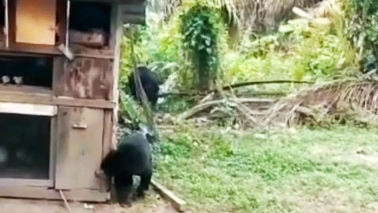 Anak beruang mendekati kandang ayam milik warga bersama induknya di Kabupaten Siak.