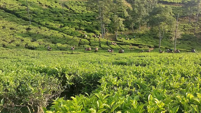 Menjaga Aroma dan Rasa, Kisah di Balik Perjalanan Panjang Secangkir Teh hingga Dinikmati Konsumen