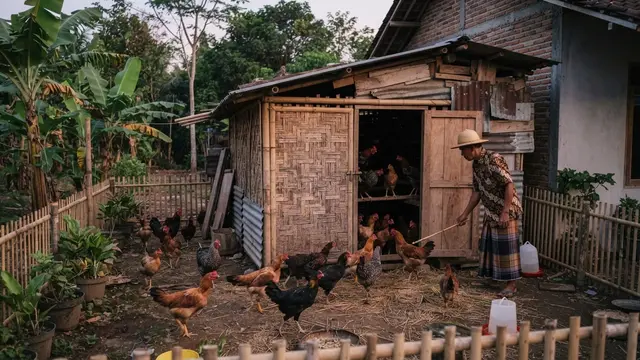 Cara Ternak Ayam Kampung di Halaman Rumah Tanpa Bangunan Permanen