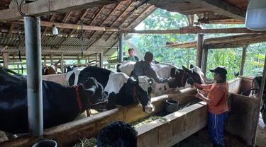 Proses Vaksinasi PMK di Kabupaten Probolinggo terhadap sapi perah (Istimewa)