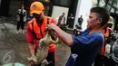Petugas mengikat seekor biawak yang ditemukan di saluran air ketika banjir melanda kawasan Kemang, Jakarta Selatan, Selasa (4/10). Setelah ditangkap petugas, biawak itu dibawa ke kantor Kecamatan Mampang. (Liputan6.com/Gempur M Surya)