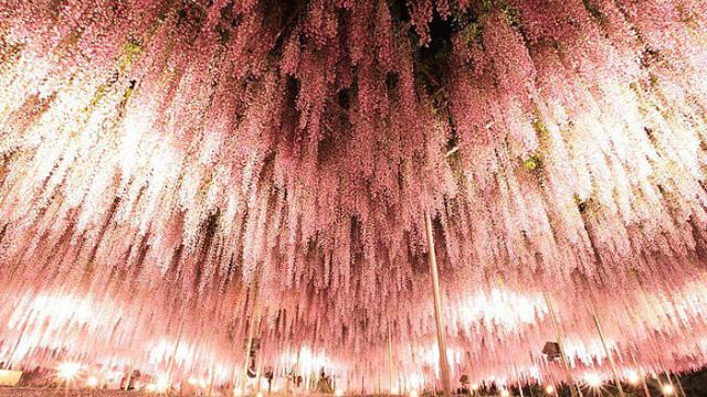 Ingin Liburan Musim Semi? Intip 13 Destinasi Seru Berikut Ini