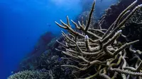 Susunan terumbu karang di Great Barrier Reef, Australia. (dok. unsplash @hoelk)