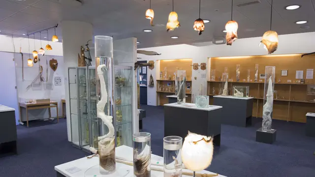 Museum Seks