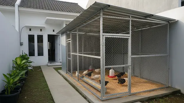 Desain Kandang Ayam Pedaging di Belakang Rumah Model Dinding Kawat Semi Permanen