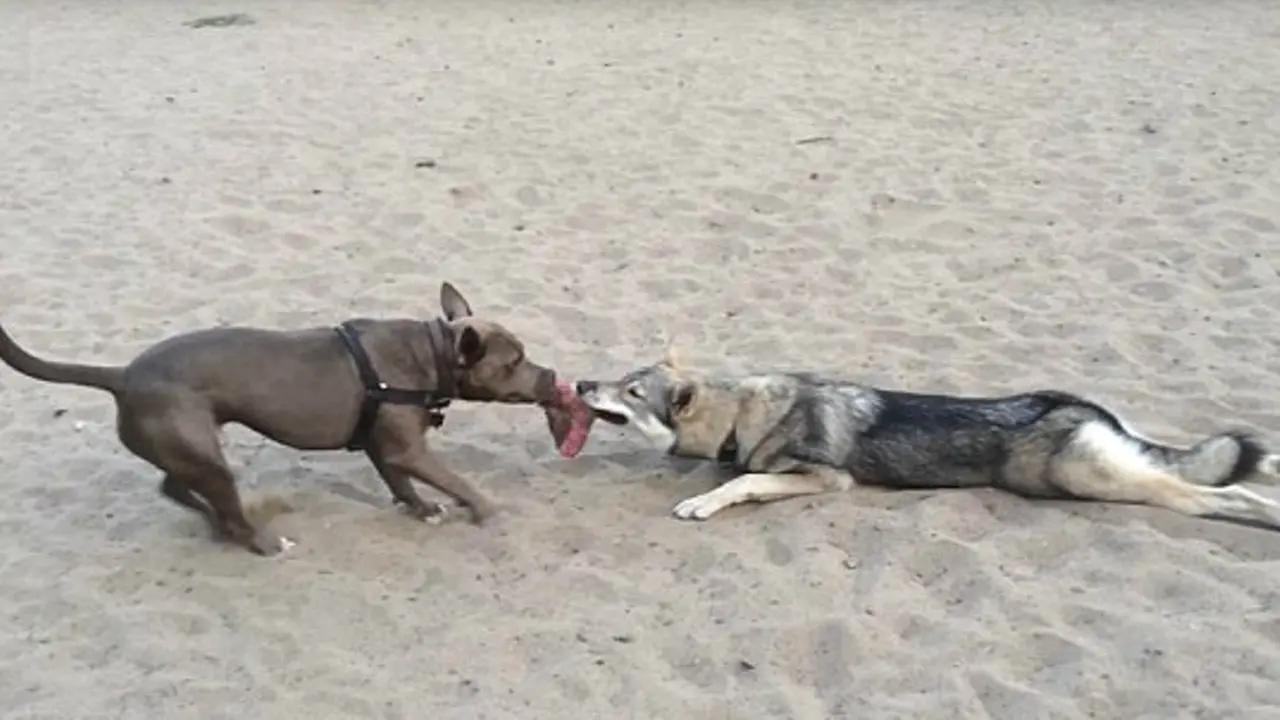 Aksi Menggemaskan 2 Anjing Berebut Mainan 