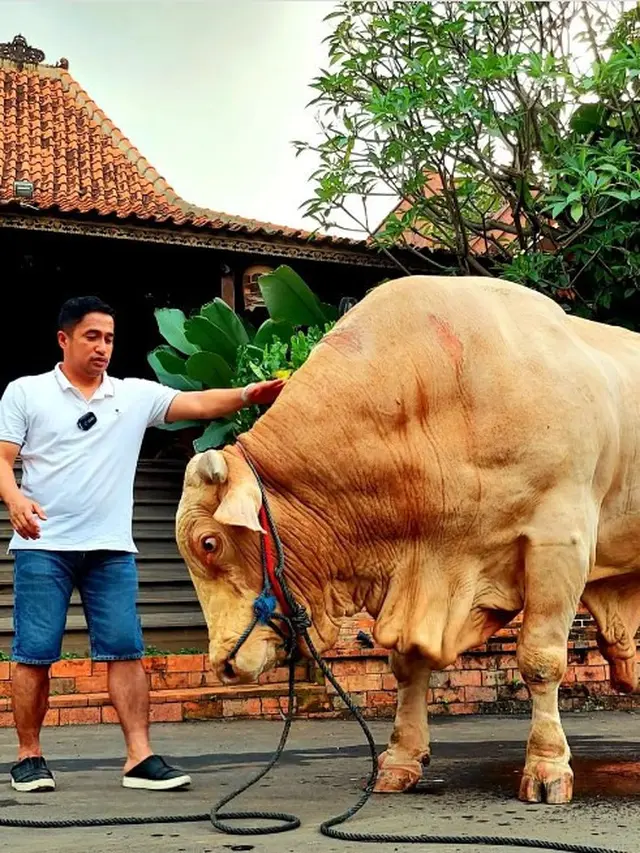 Potret 6 Selebriti saat Berburu Hewan Kurban, Milik Irfan Hakim Jadi Sorotan