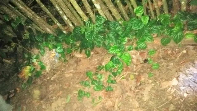 Niat Setrum Hama Babi, Malah Kena Cucu Sendiri