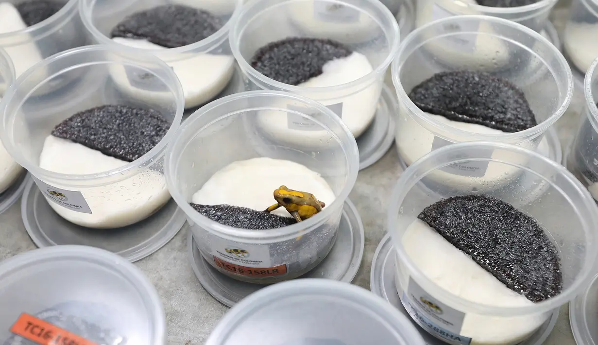 Oophaga histrionica 'Tado' dalam wadah siap untuk diekspor ke AS di pusat penangkaran katak Tesoros de Colombia di Cundinamarca, Kolombia, Selasa (23/4/2019). keberadaan penangkaran ini adalah upaya untuk mengurangi perdagangan hewan liar. (AP Photo/Fernando Vergara)