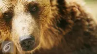 Ilustrasi Beruang (istockphoto)