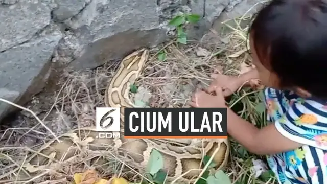 VIDEO: Bocah di Tangerang Nekat Cium Ular Piton