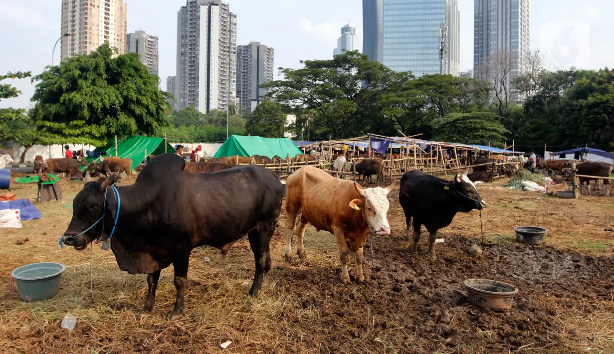 Suasana penjualan hewan kurban di kawasan Kuningan, Jakarta Selatan, Selasa (20/6/2023). Menjelang Hari Raya Idul Adha 1444 Hijriyah, penjualan hewan kurban asal Bima Nusa Tenggara Timur (NTT) tersebut mulai bergeliat. (Liputan6.com/Johan Tallo)