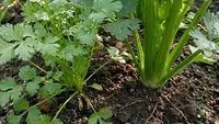 Cara Menanam Daun Ketumbar dari Biji, 7 Langkah dari Semai hingga Panen Lebat