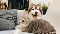 Mau Pelihara Kucing atau Anjing? Kenali Dulu Perbedaan Karakter Masing-Masing