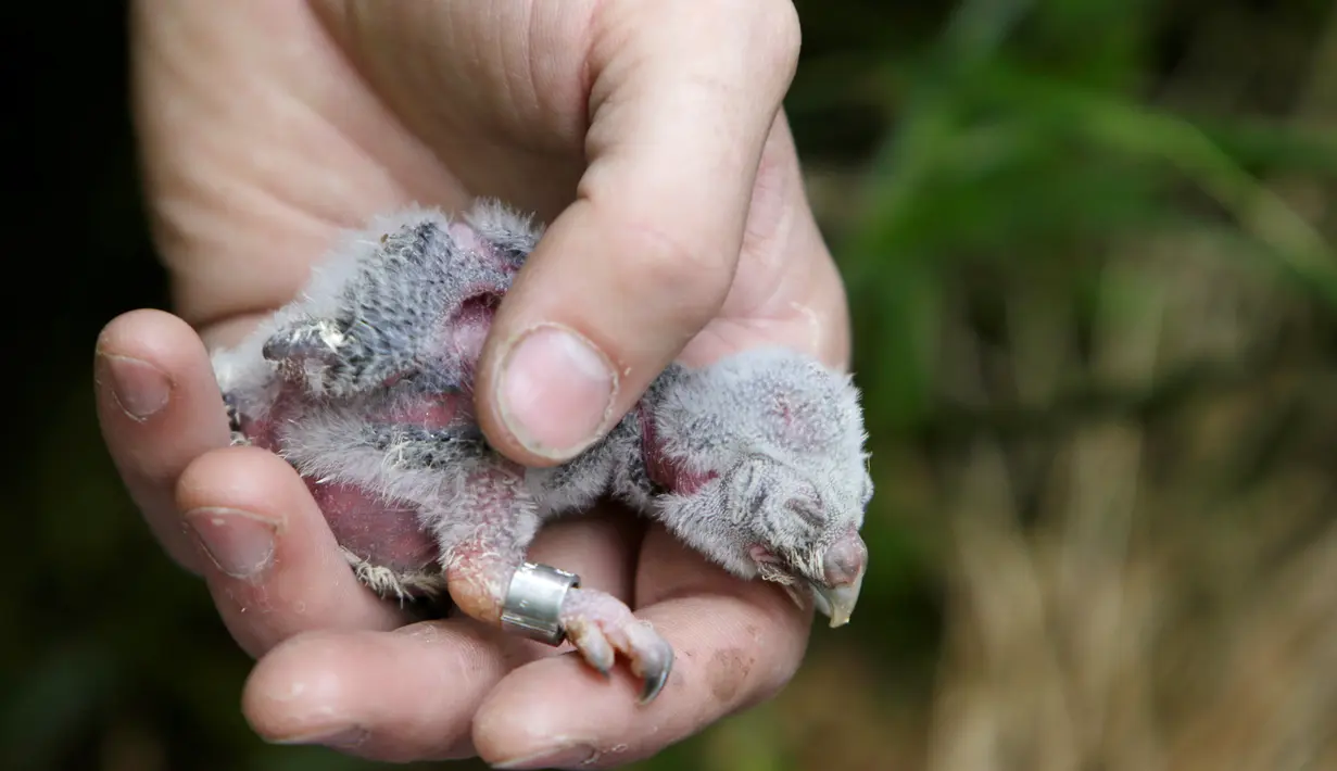  Seekor burung hantu dipasangi gelang untuk disambungkan pada "Smart Nest Box" di hutan dekat Desa Mikulov, Republik Ceko (18/6). Sarang ini dibuat oleh Ilmuwan Jiri Sindelar. (REUTERS / David W Cerny)