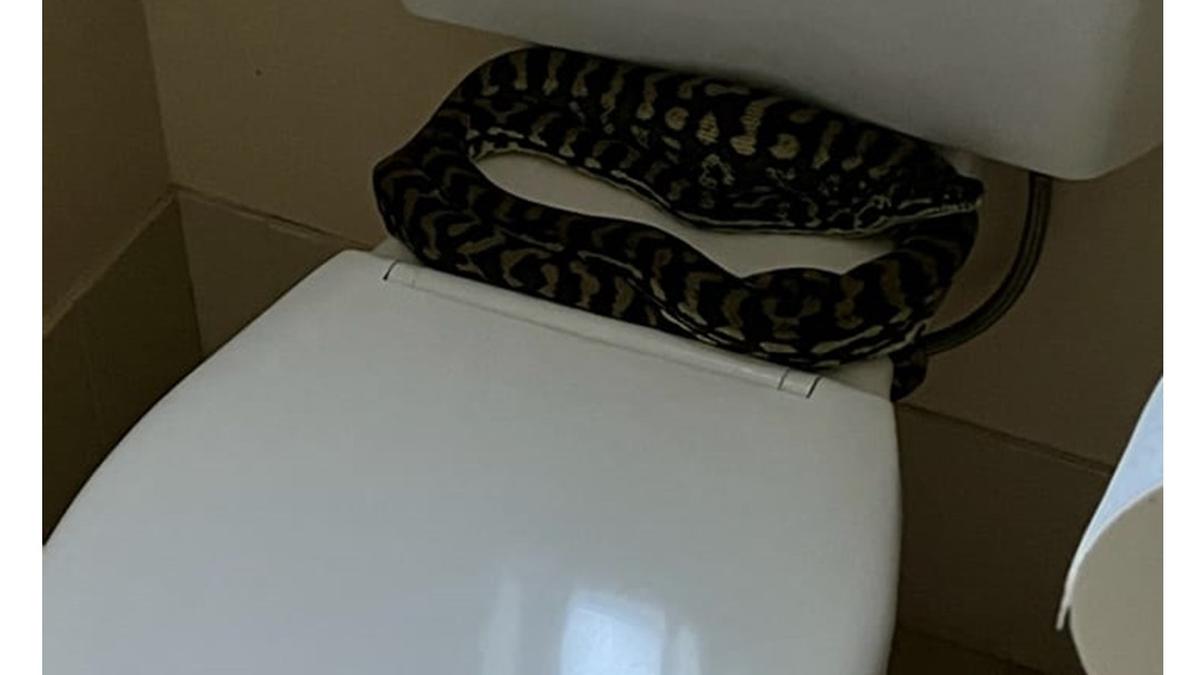 Apa yang Harus Dilakukan Saat Ular Masuk ke Kamar Mandi? Ini Cara Aman Menanganinya