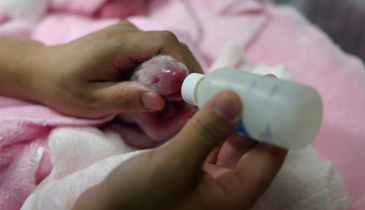 Petugas memberikan susu ke salah satu bayi panda kembar yang baru dilahirkan di pusat pengembangbiakan di Chengdu, China, 21 Juni 2016. Kedua bayi panda itu masih ditempatkan di dalam inkubator dan dikeluarkan secara berkala untuk diberi makan (AFP Photo)