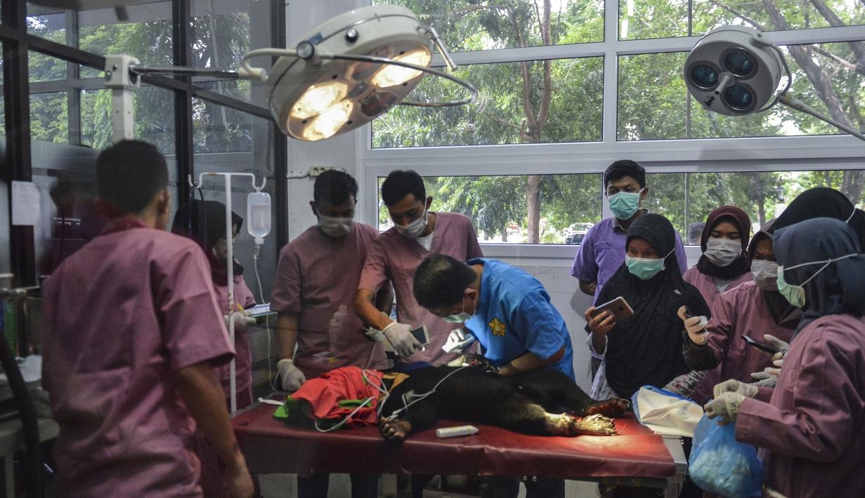 Dokter hewan dan mahasiswa mengecek kondisi beruang madu sebelum operasi amputasi di Banda Aceh (14/6/2019). Pihak dokter hewan dari laboratorium klinik FKH Unsyiah menyatakan Anak beruang madu yang diperkirakan berusia 2 tahun lebih tersebut harus diamputasi. (AFP Photo/Chaideer Mahyuddin)
