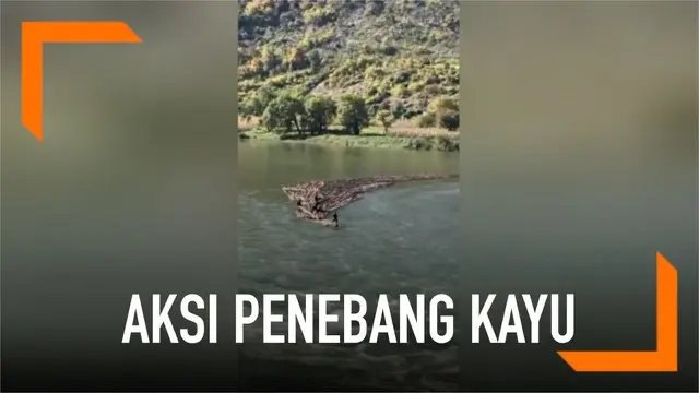 Sejumlah penebang kayu di Kota Baishan membawa hasil tebangannya dengan cara unik. Mereka mengikat tumpukan kayu menjadi rakit kemudian membawanya menyusuri sungai.