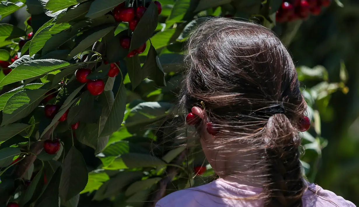 Seorang anak perempuan memasang ceri menjadi anting di sebuah kebun buah di Young, Negara Bagian New South Wales, Australia, 12 Desember 2020. Dengan musim panen tahunan jatuh sebelum Natal, buah merah mungil tersebut telah menjadi favorit warga Australia di musim liburan. (Xinhua/Bai Xuefei)