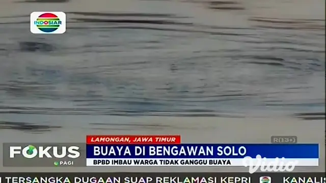 Kemunculan buaya di Sungai Bengawan Solo mendapat perhatian dari Pemkab Lamongan. Melalui BPBD Lamongan, Pemkab ikut melihat penampakan buaya di Bengawan Solo yang melintasi wilayah Desa Konang, Kecamatan Glagah.