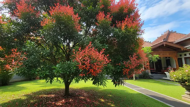 Pucuk Merah (Syzygium oleina)/Gemini AI