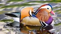 Mandarin Duck, Bebek Tercantik di Dunia (adubon)