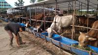 Sejumlah sapi yang siap dijadikan hewan kurban di Batam, dipastikan bebas PMK. Foto: liputan6.com/ajang nurdin