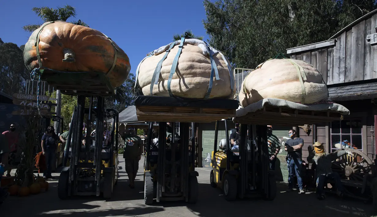 Orang-orang mengikuti kompetisi penimbangan labu tahunan di San Mateo, California, Amerika Serikat (12/10/2020). (Xinhua/Li Jianguo)