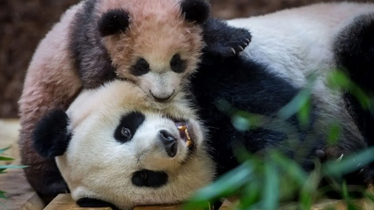 Aksi menggemaskan panda bernama Yuan Meng bersama induknya (AFP)