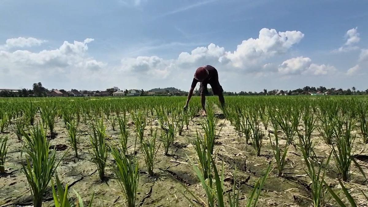 El Nino Mulai Menggila, Ribuan Sawah di Lampung Terancam Puso