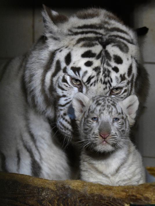 FOTO 3 Bayi Harimau Putih Langka Lahir di Prancis Page 