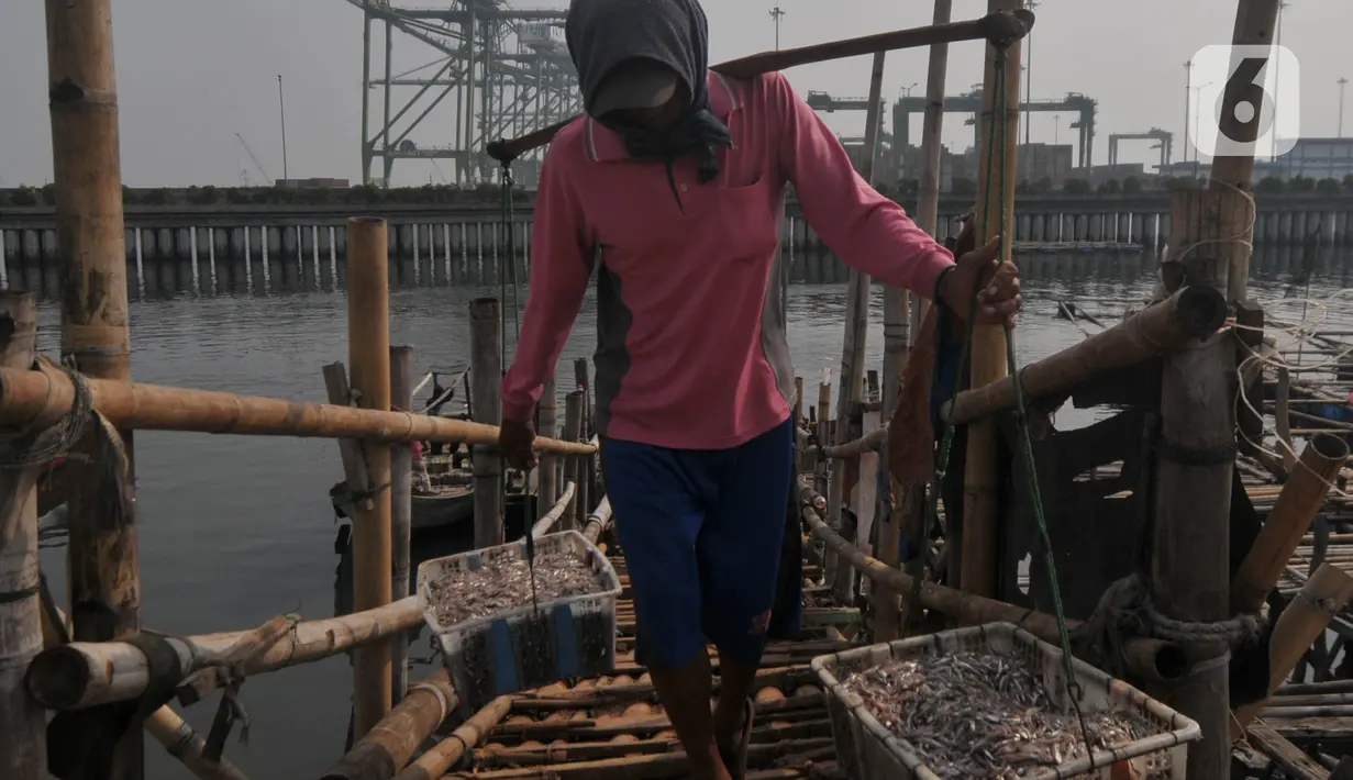 Aktivitas tangkapan ikan konsumsi untuk harian di dermaga Kalibaru, Jakarta, Jumat (31/5/2024). (merdeka.com/Imam Buhori)