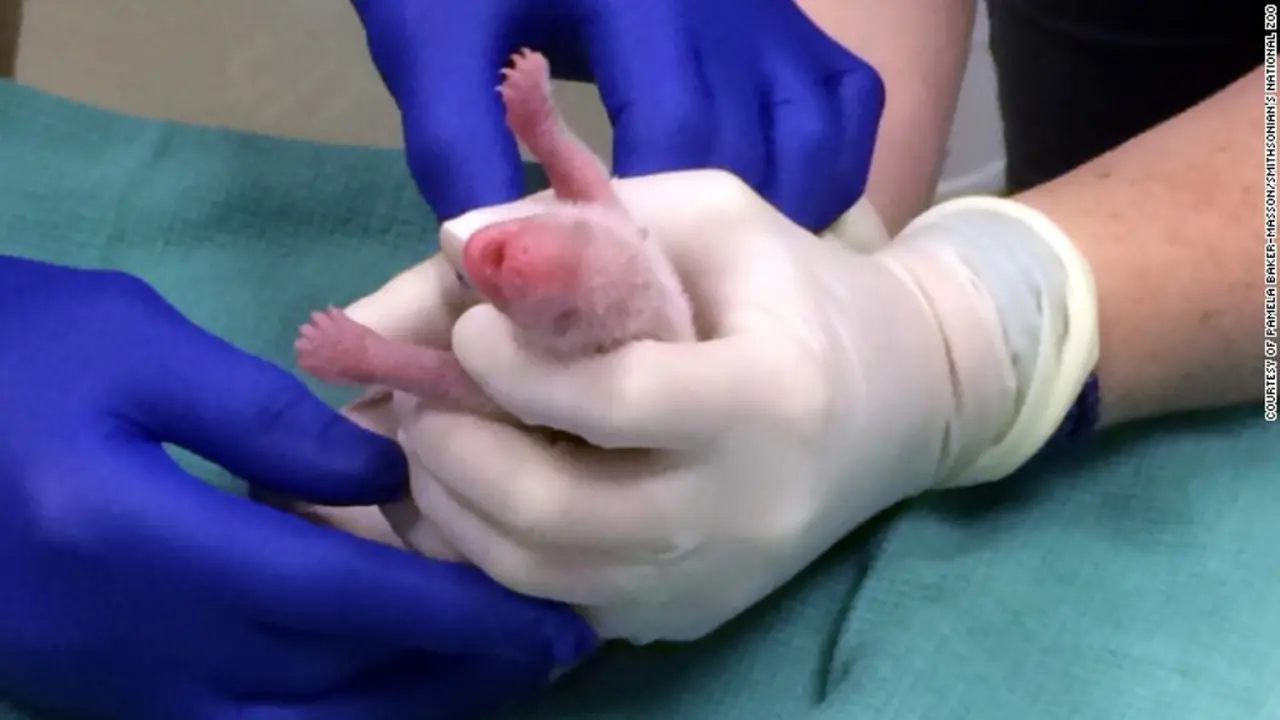 Bayi Panda Kembar yang Baru Lahir, Meninggal